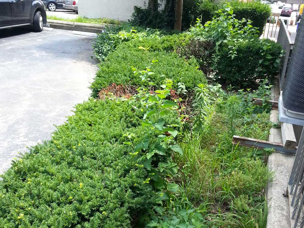 Commercial Landscaping Before